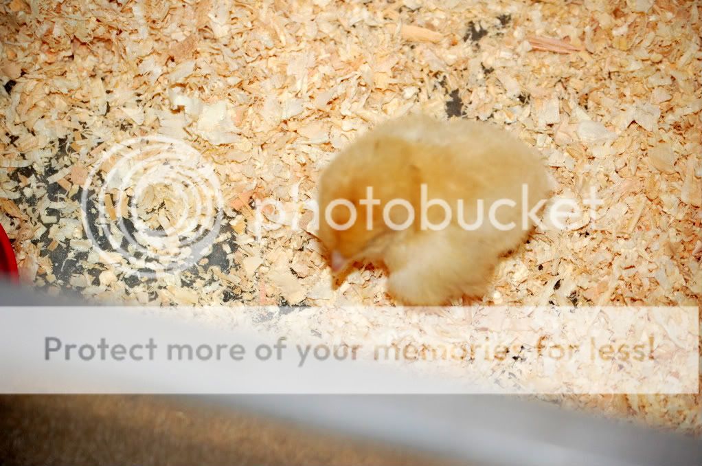 Chickentreatsandnewbabies016.jpg