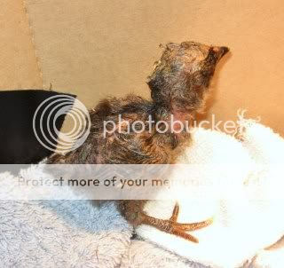 Chick022711.jpg