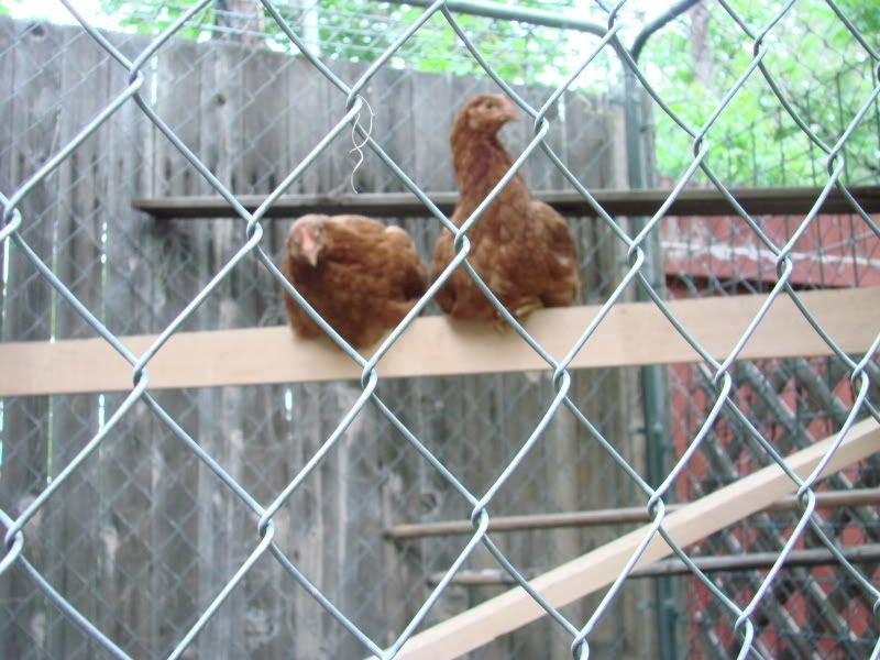 chicks009.jpg