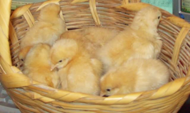 Bufforpbabies09.jpg