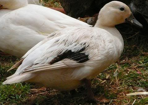 Callduckteen.jpg