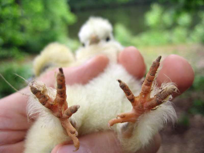 pink-feet-1.jpg