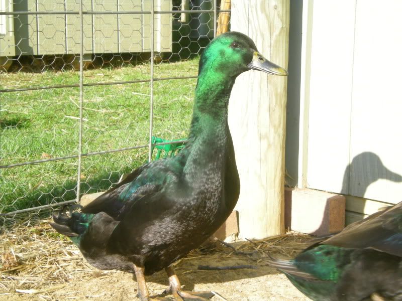 DSCN3632.jpg