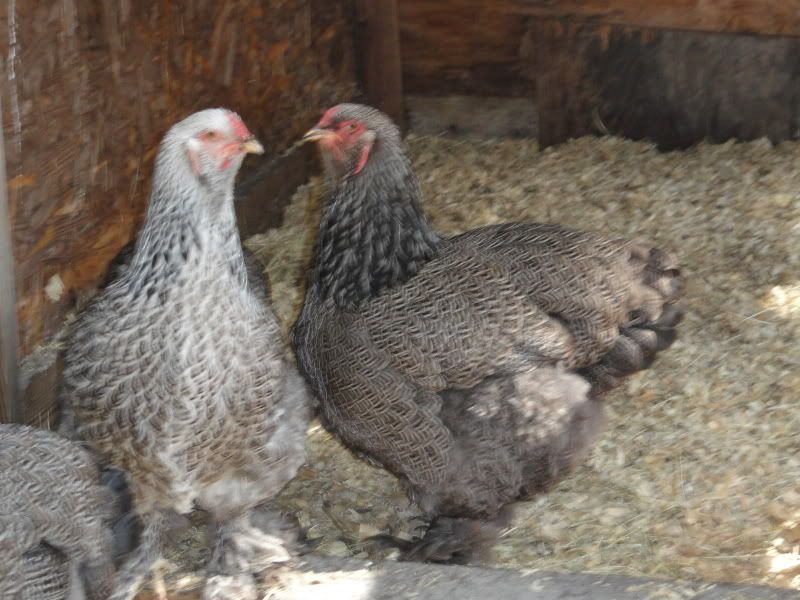 Chickens_2011011.jpg