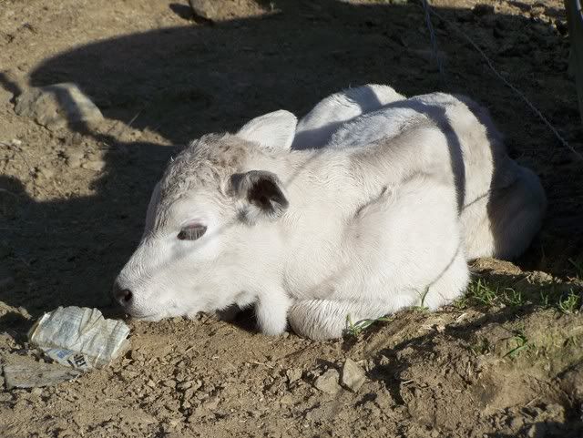 babycalf.jpg