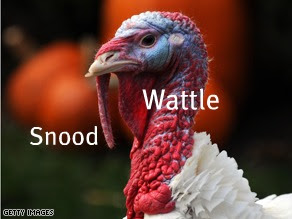 art.turkey.face.jpg