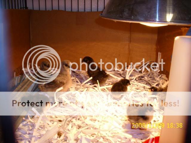 Sept08mybirds035.jpg
