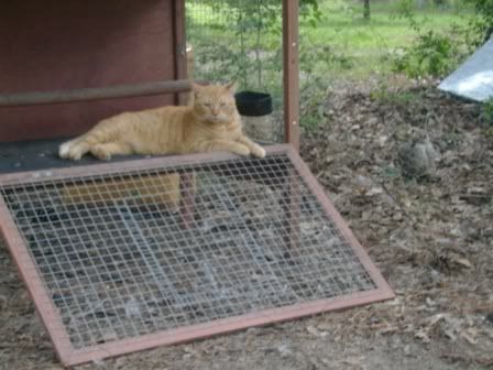 chicken-cat2.jpg