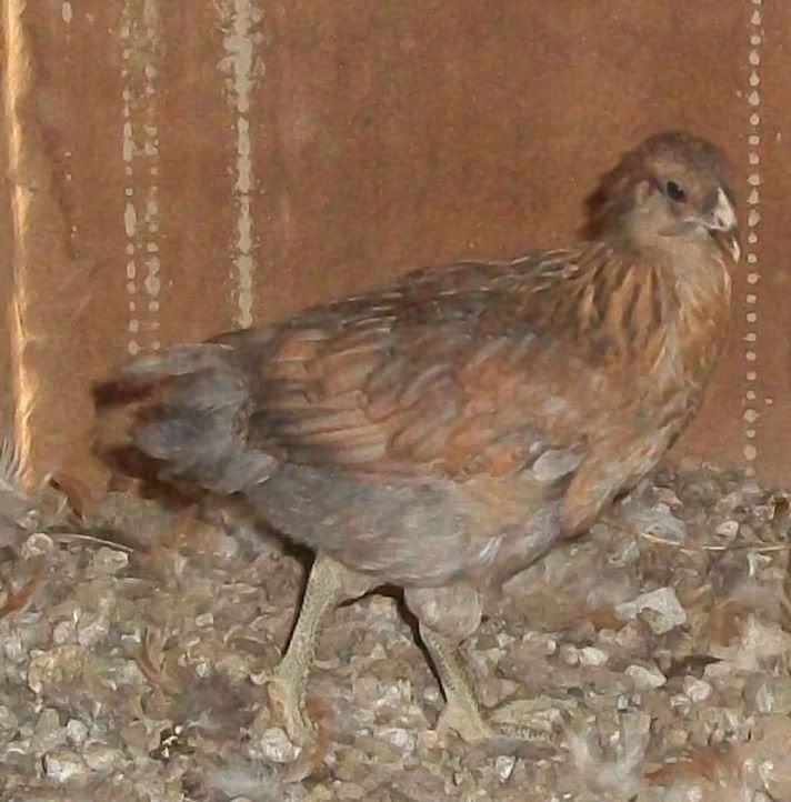 chick1.jpg