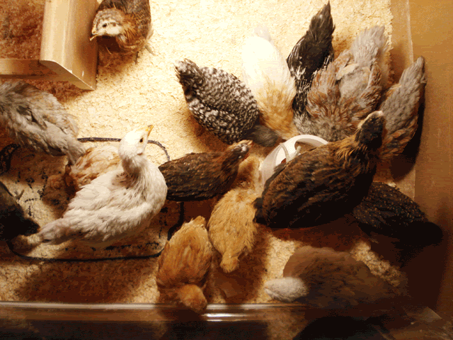 chicklets2.gif