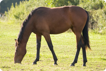 bay-horse-grazing.jpg