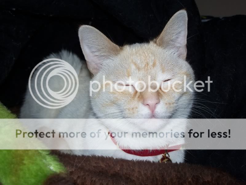 KittiesApril017.jpg