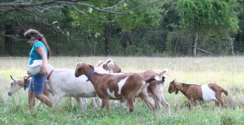 goats.jpg