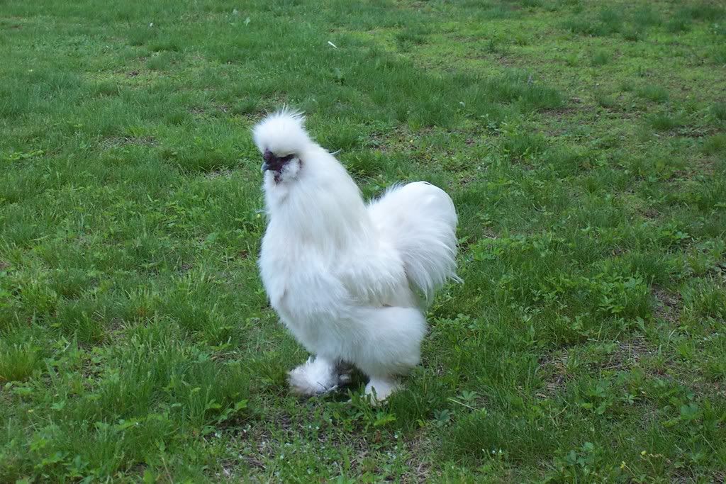 Rooster.jpg