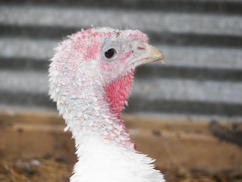 Turkey2.jpg