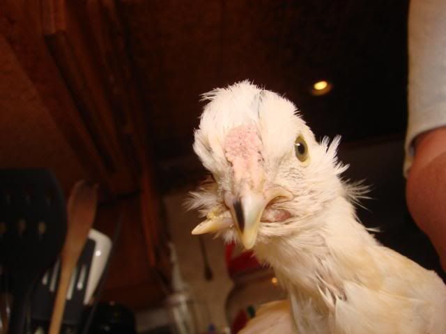crossbeak.jpg