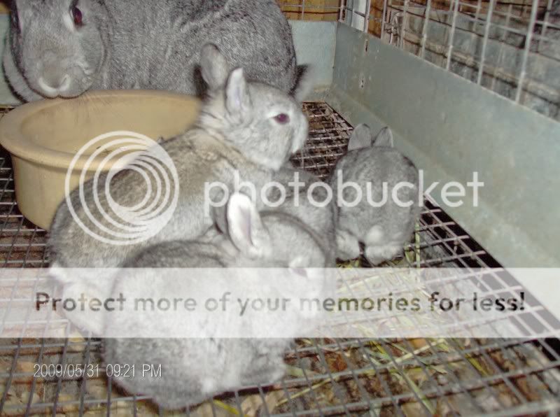 birsbunnies007.jpg