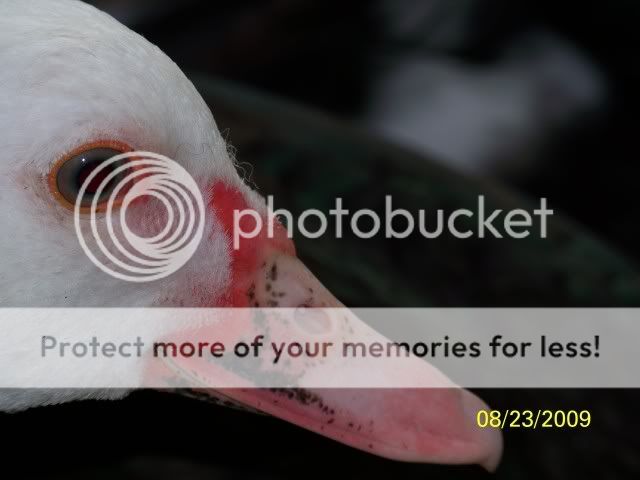 pearl6.jpg