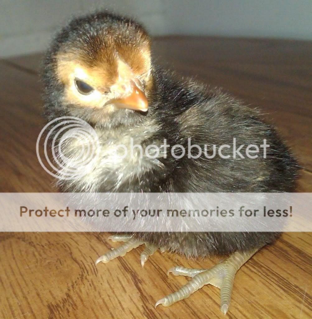 chick2.jpg