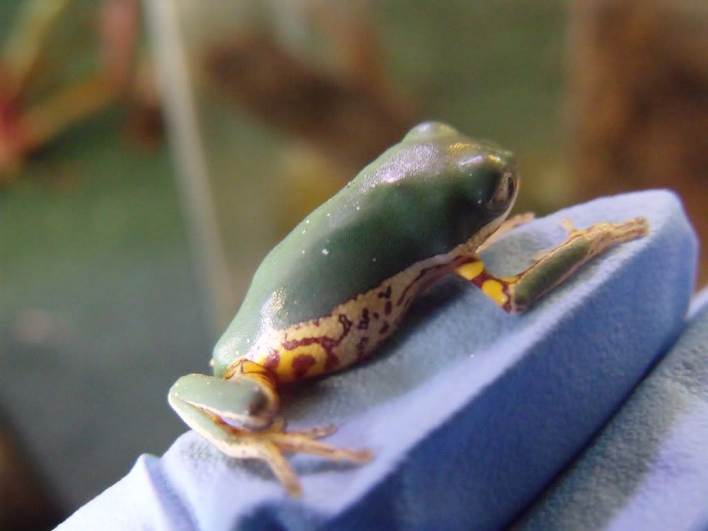 2011_0419leosdeadfrogs0029.jpg