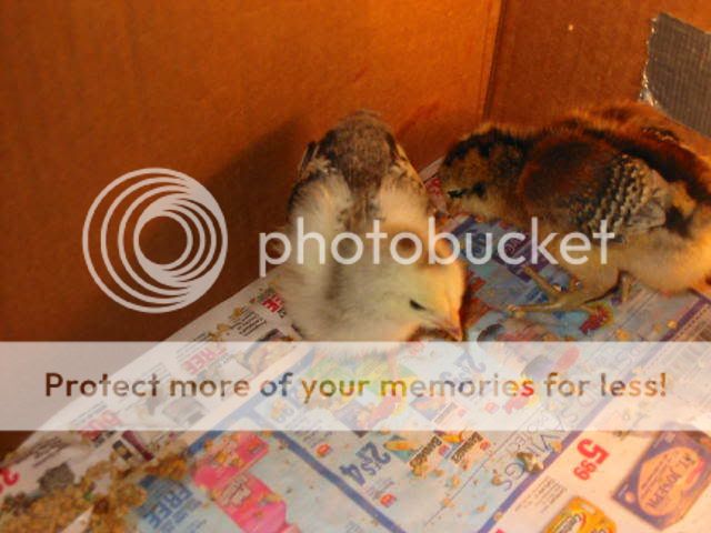 chicks004.jpg
