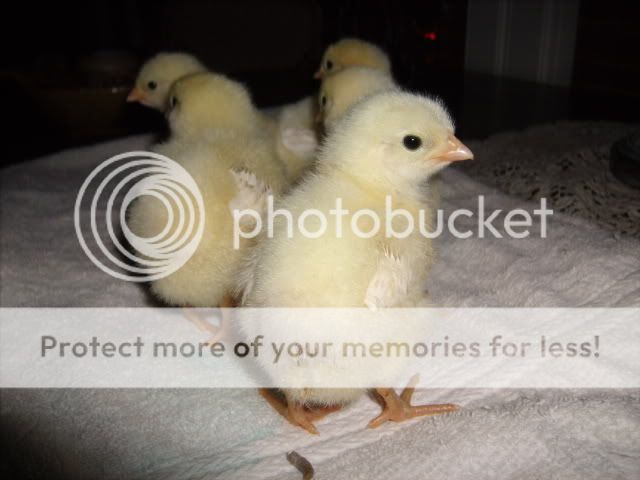 Chicks024.jpg