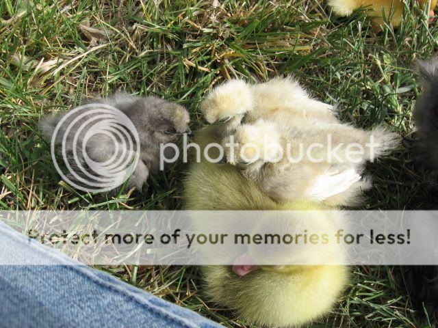 chickfieldtrip068.jpg