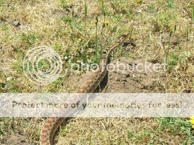 Snake4.jpg