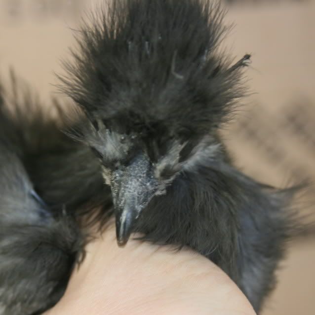 chick1comb.jpg