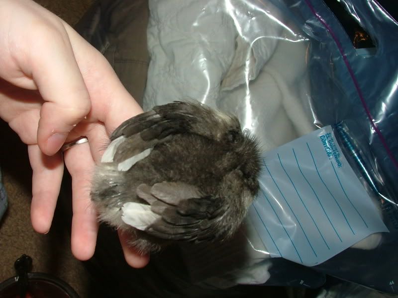 DSCF3060.jpg