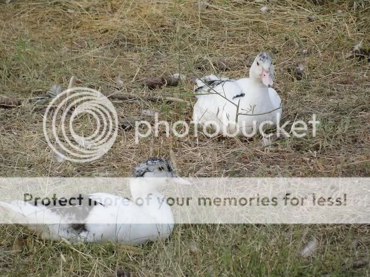 ducklings1.jpg