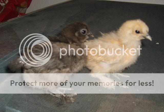 silkies001.jpg