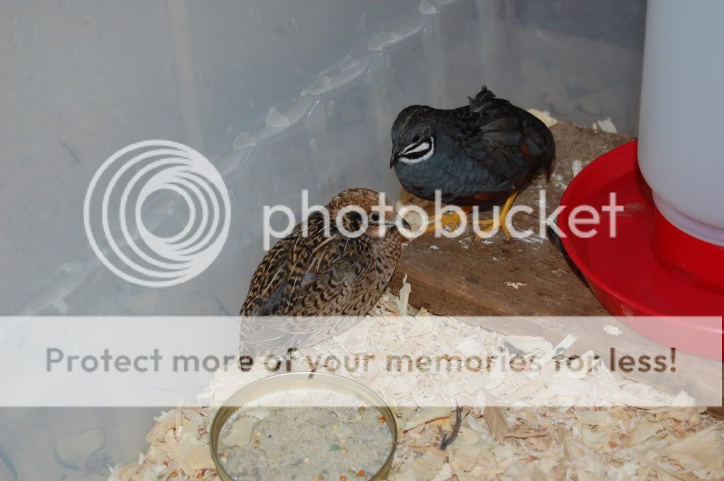 MynewB-Quail2.jpg