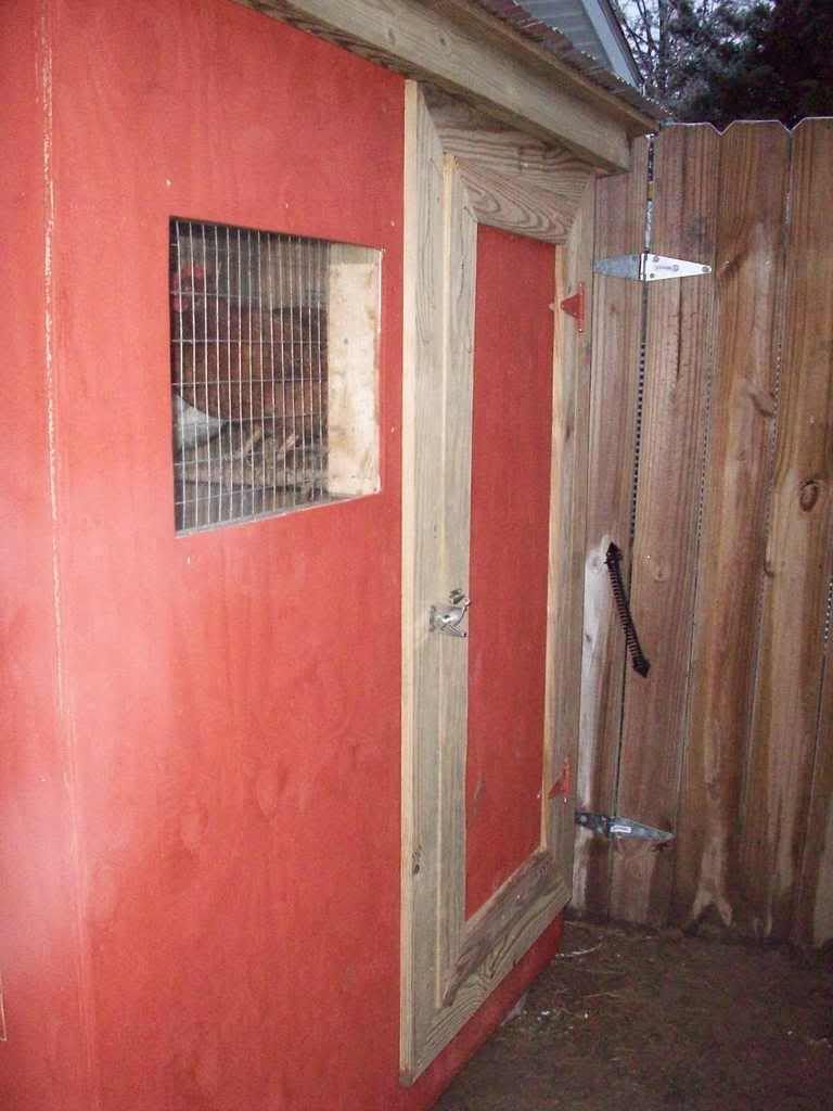 Chickens001c.jpg