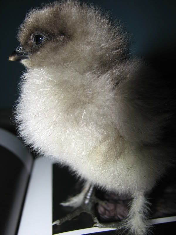 chicks014.jpg