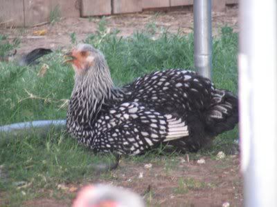 Img_0719a.jpg