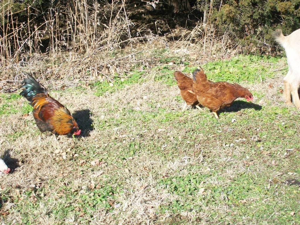 chickenpics014-1.jpg