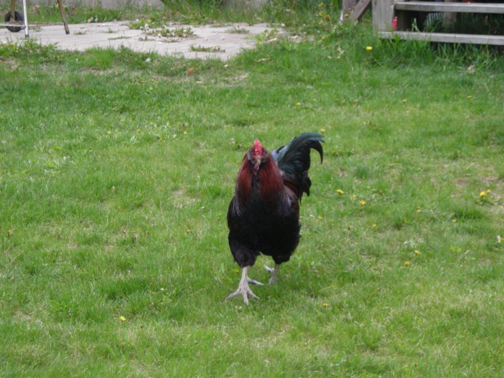 Picture029.jpg