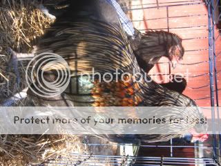 11-1-07027.jpg