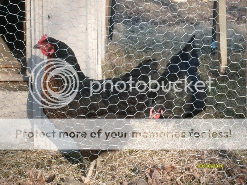 chickens1.jpg