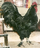 Stingerresized.jpg