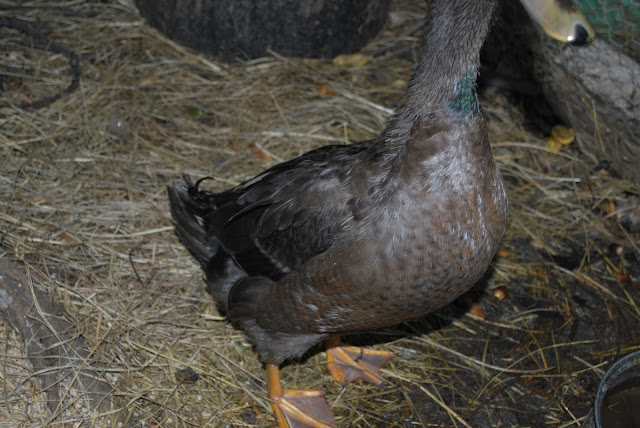 DSC_8421.JPG