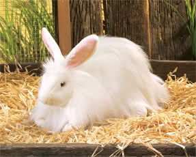 angora+rabbit+farming+in+pakistan.jpg