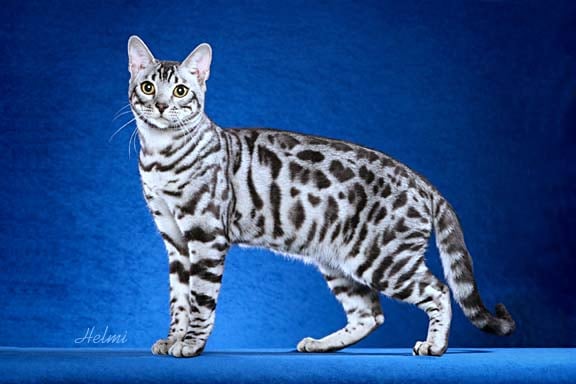 silver-bengal-cat.jpg