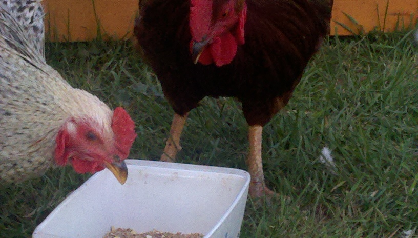 2011-09-25_16-16-12_377.jpg