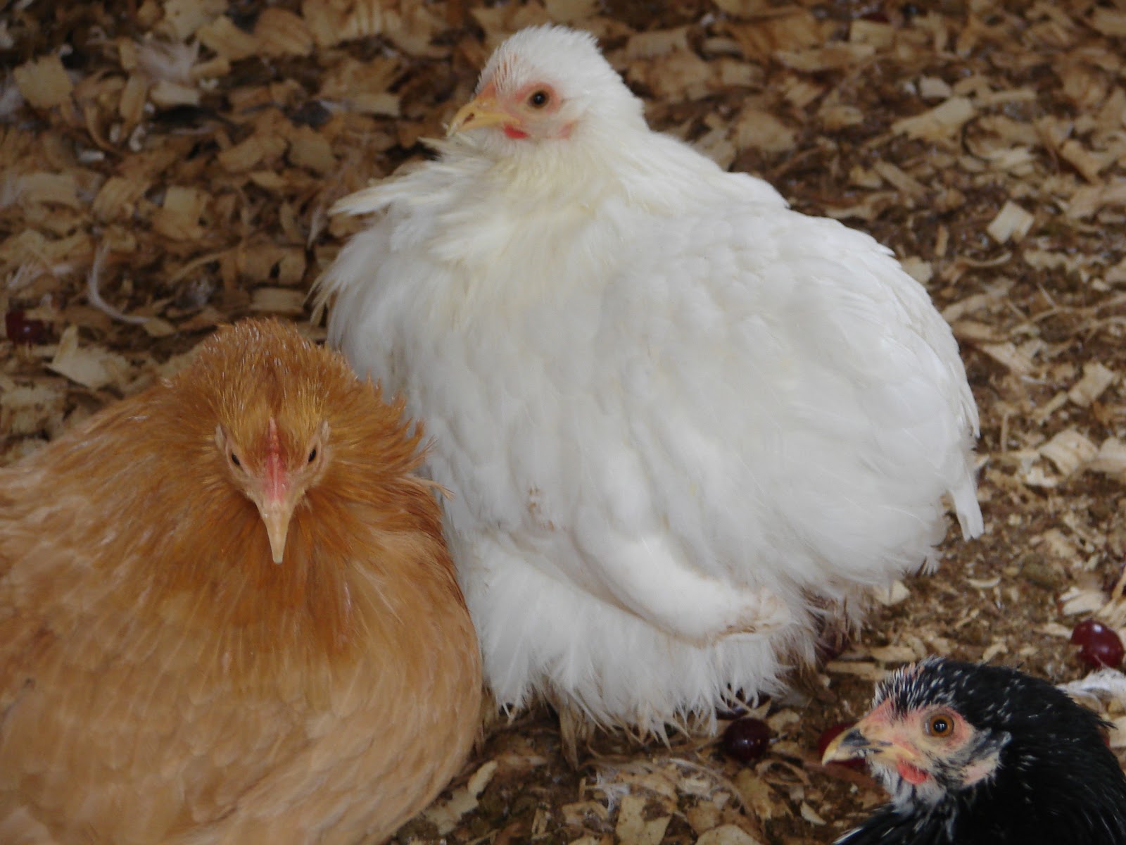 Chickens+and+Runs+12-17-11+019.jpg