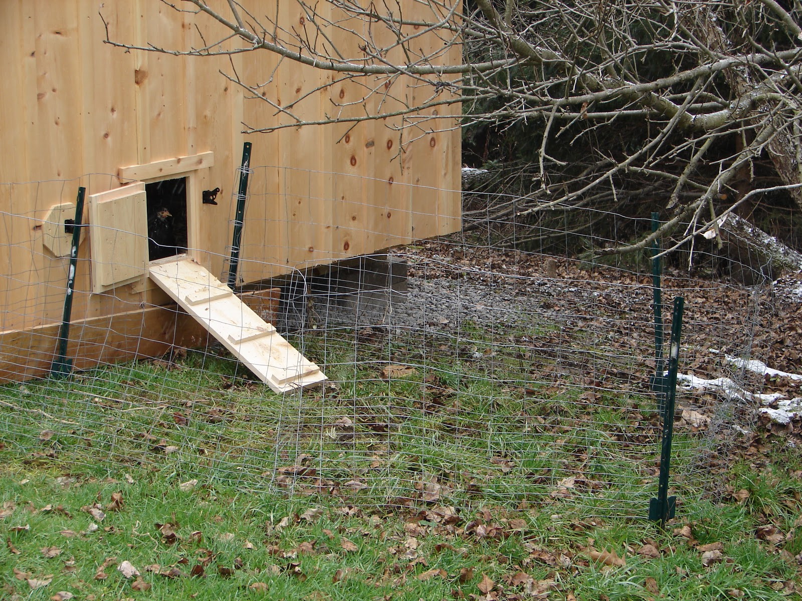 Chickens+and+Runs+12-17-11+004.jpg
