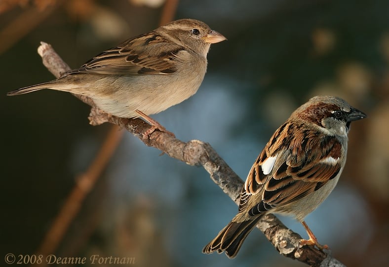 House+sparrows.jpg