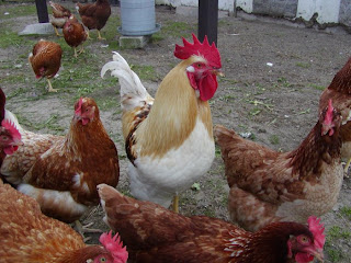 rooster-chickens1.jpg