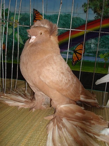 Could Someone Take A Guess On The Breed Sorry No Pics Backyard Chickens Learn How To Raise Chickens
